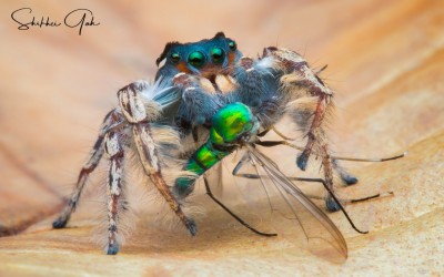 Phidippus Putnami (jumping spider)